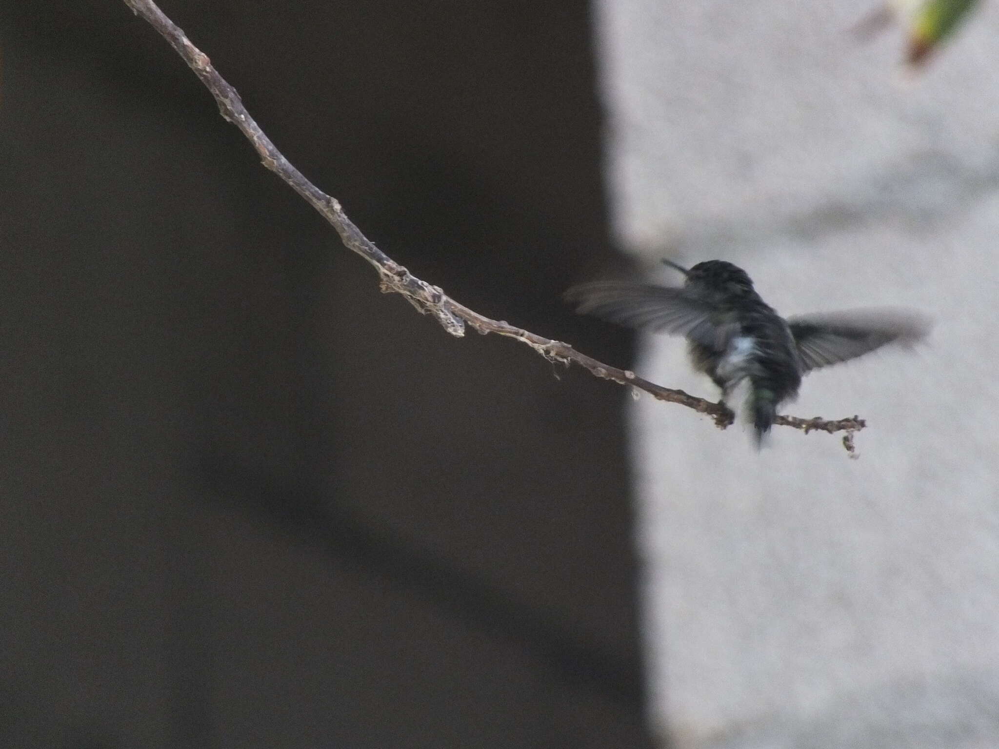 Image of Vervain Hummingbird