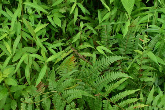 Image of China Grass Lizard