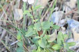 Image of Stevia berlandieri A. Gray & Rep. U. S. Mex. Bound.