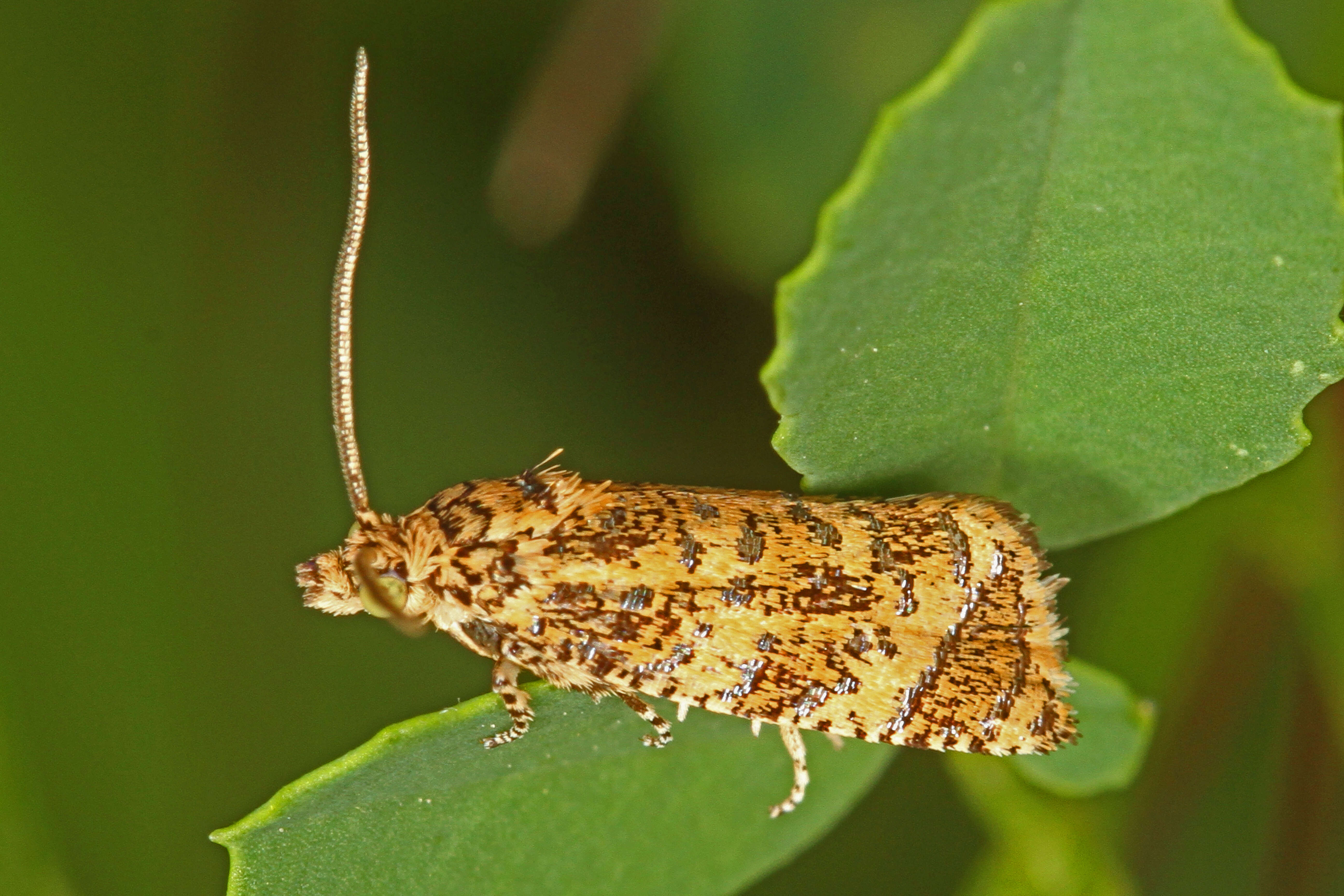 Olethreutes coruscana Clemens 1860 resmi