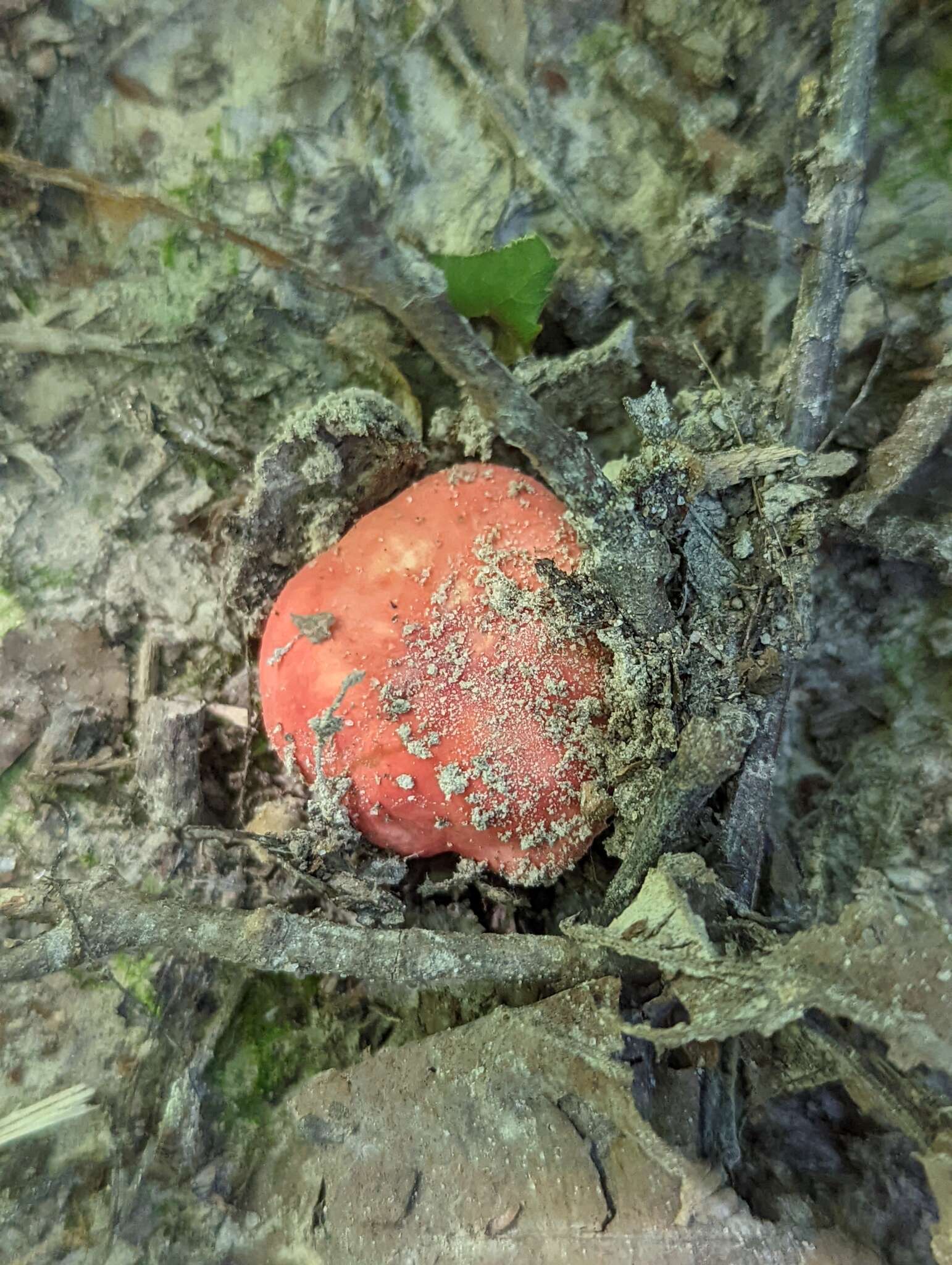 Image of Russula henningsii Sacc. & P. Syd. 1902