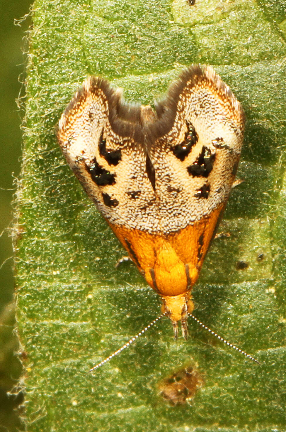 Image of Tebenna gemmalis