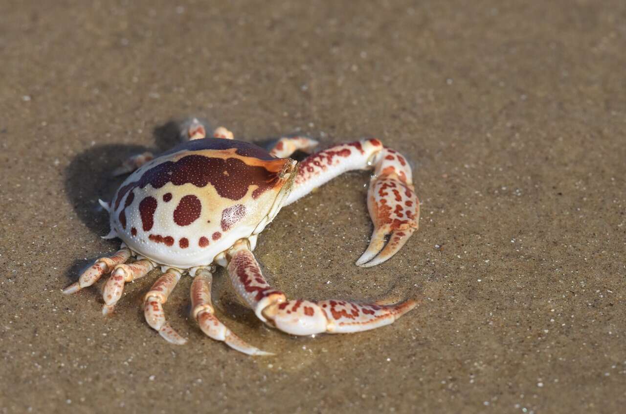 Image of Mottled Purse Crab