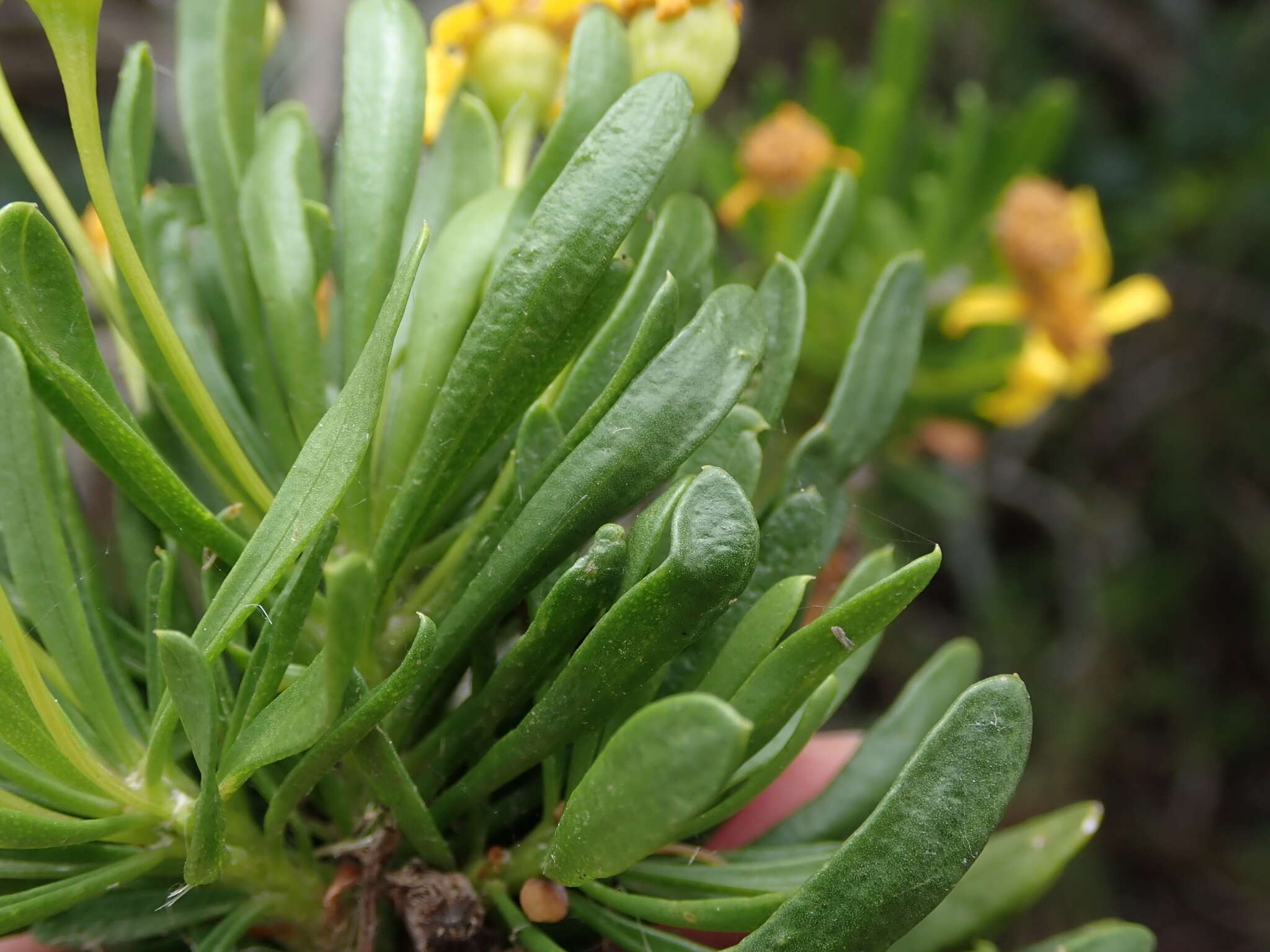 Image of Euryops spathaceus DC.