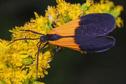 Image of Black-and-yellow Lichen Moth