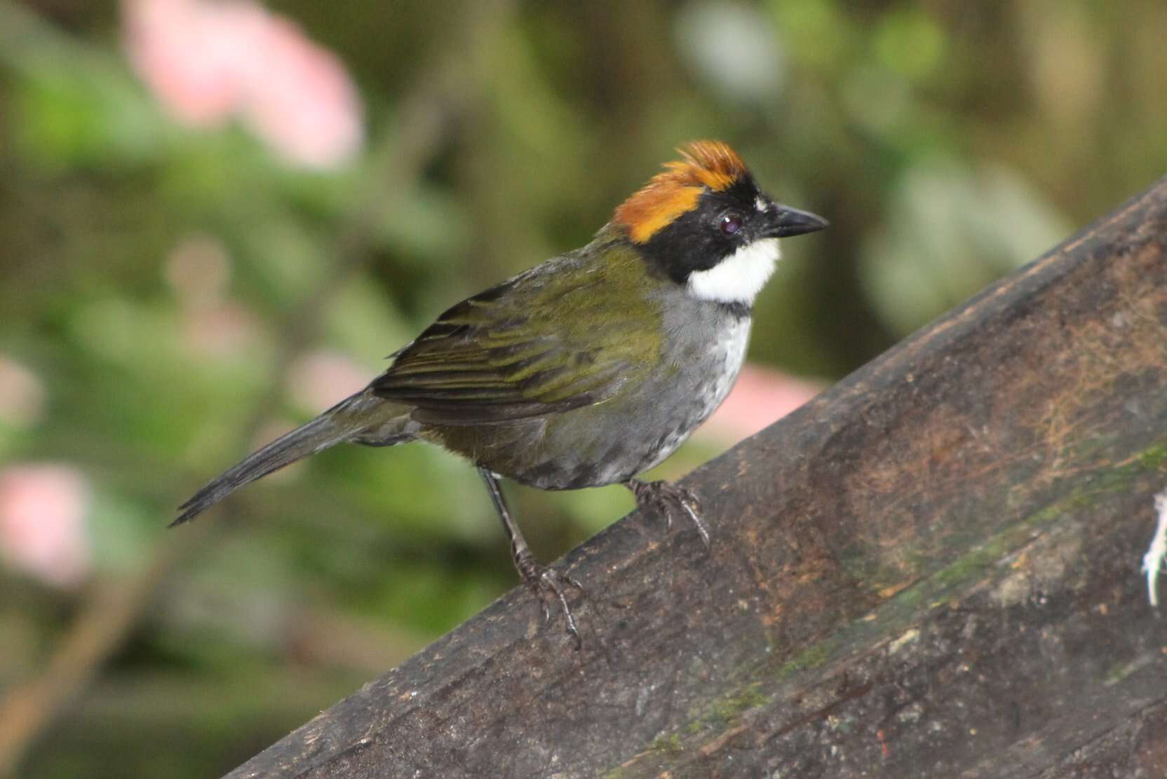 Image of Chestnut-capped Brush Finch