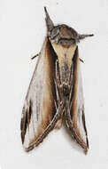 Image of Black-rimmed Prominent