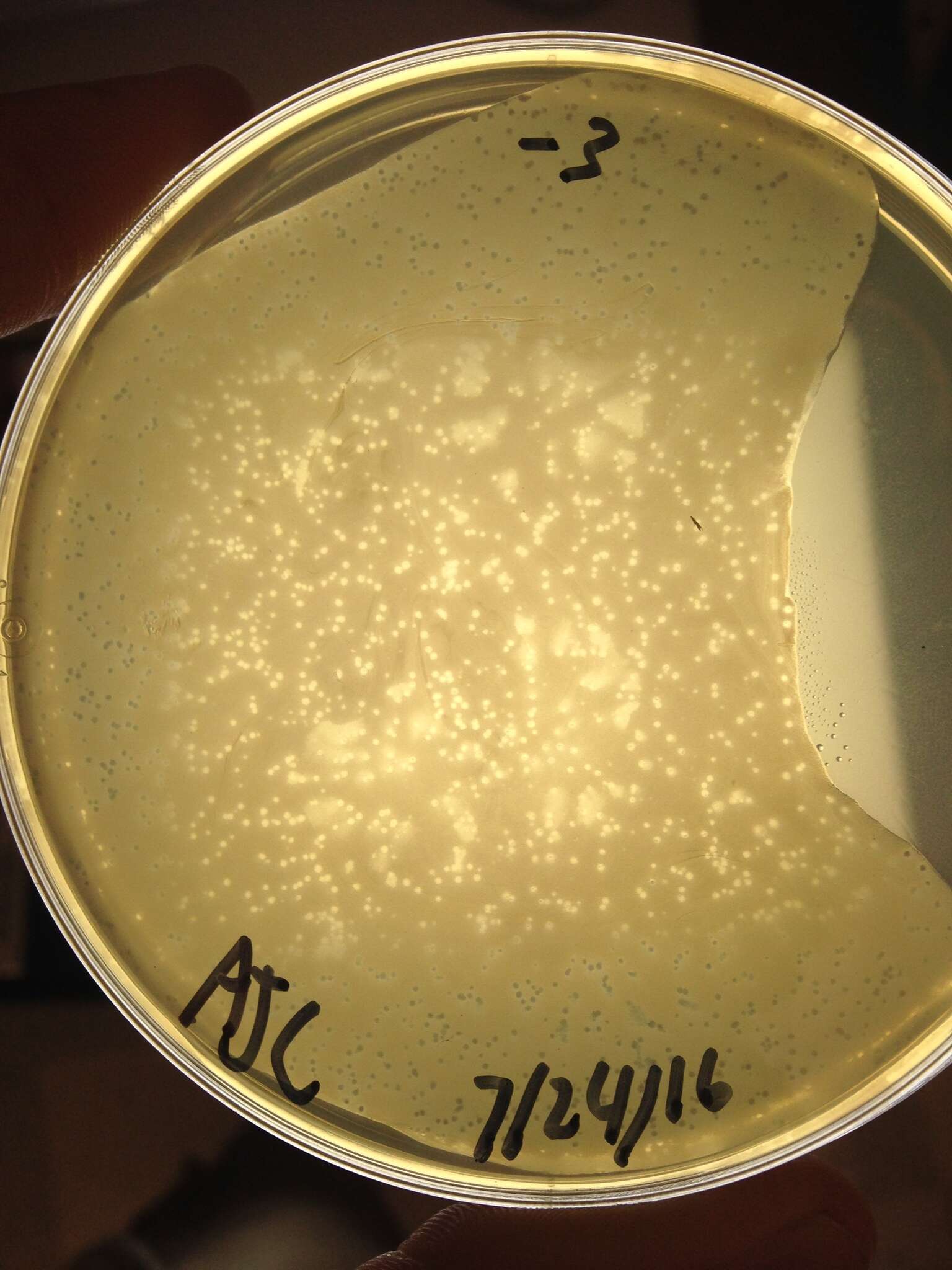 Image of Arthrobacter virus Colucci