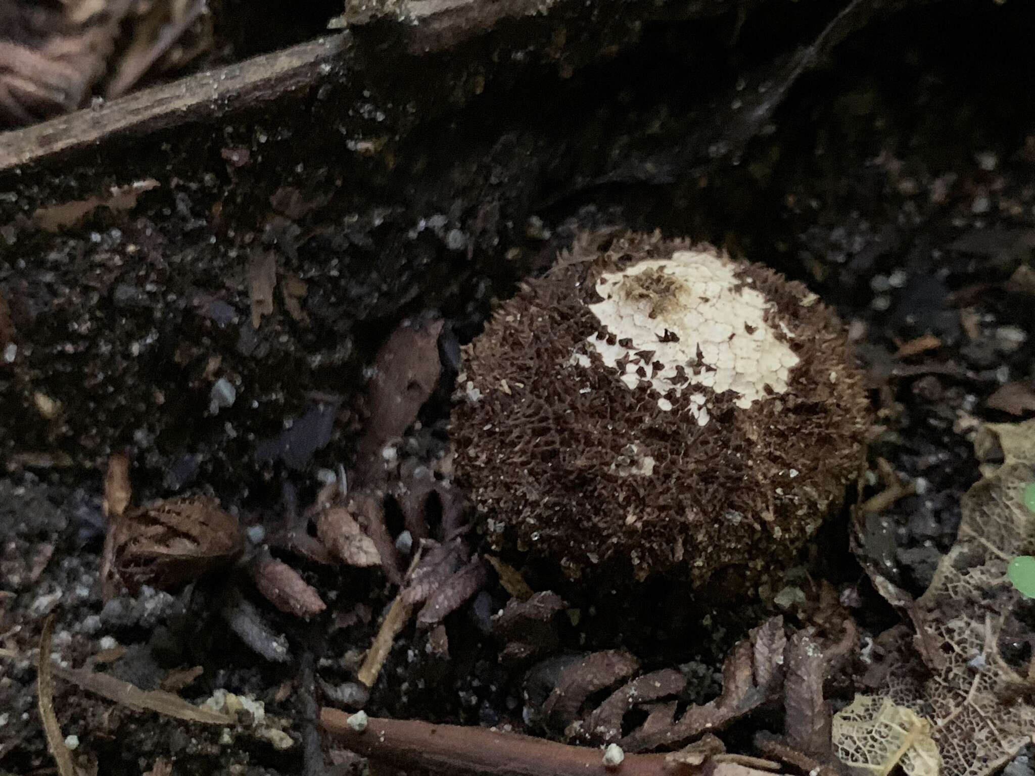 Image of Lycoperdon compactum G. Cunn. 1926