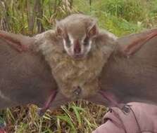 Image of Silver Fruit-eating Bat