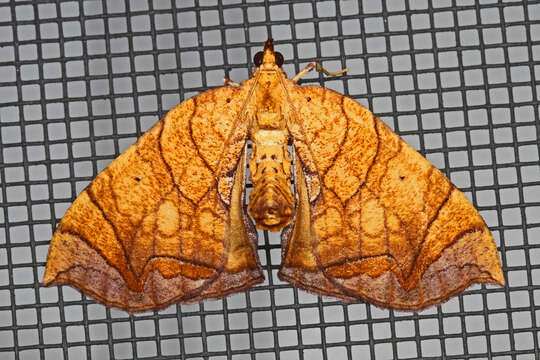 Image of Lesser Grapevine Looper Moth