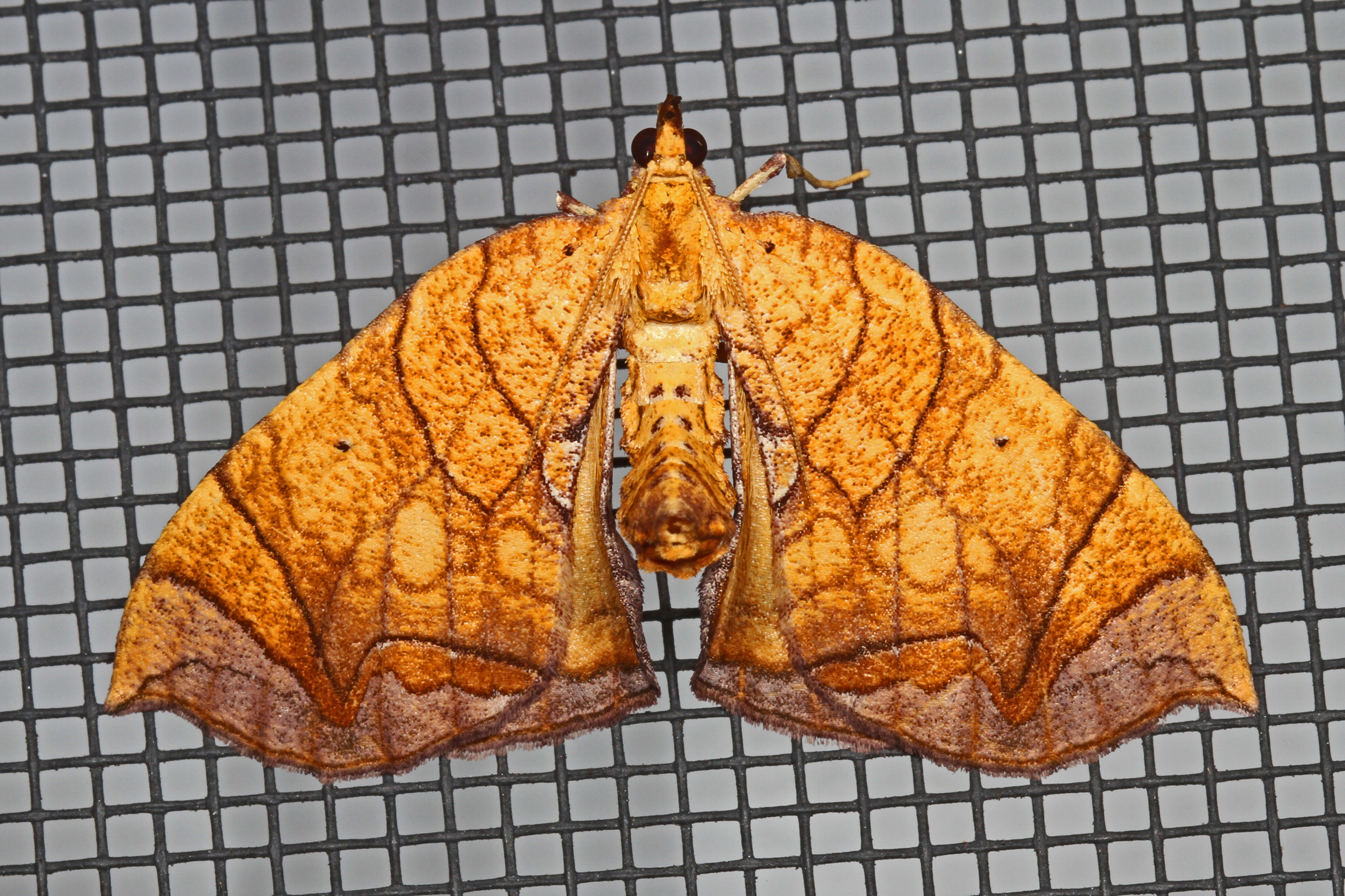 Image of Lesser Grapevine Looper Moth