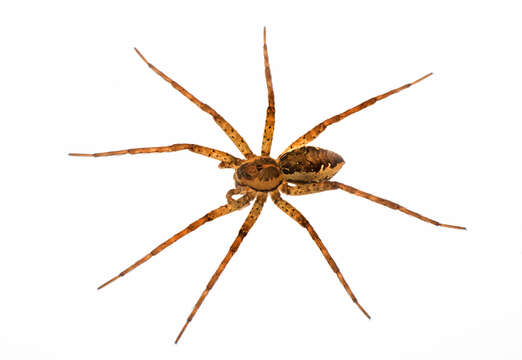 Image of Dolomedes vittatus Walckenaer 1837