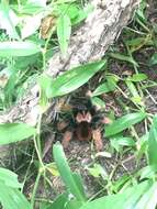 Image of Mexican redleg tarantula