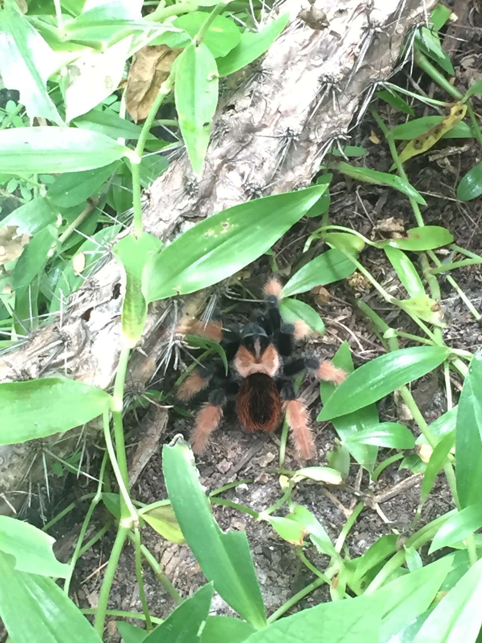 Image of Mexican redleg tarantula