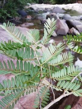 Plancia ëd Dalbergia pseudobaronii R. Vig.