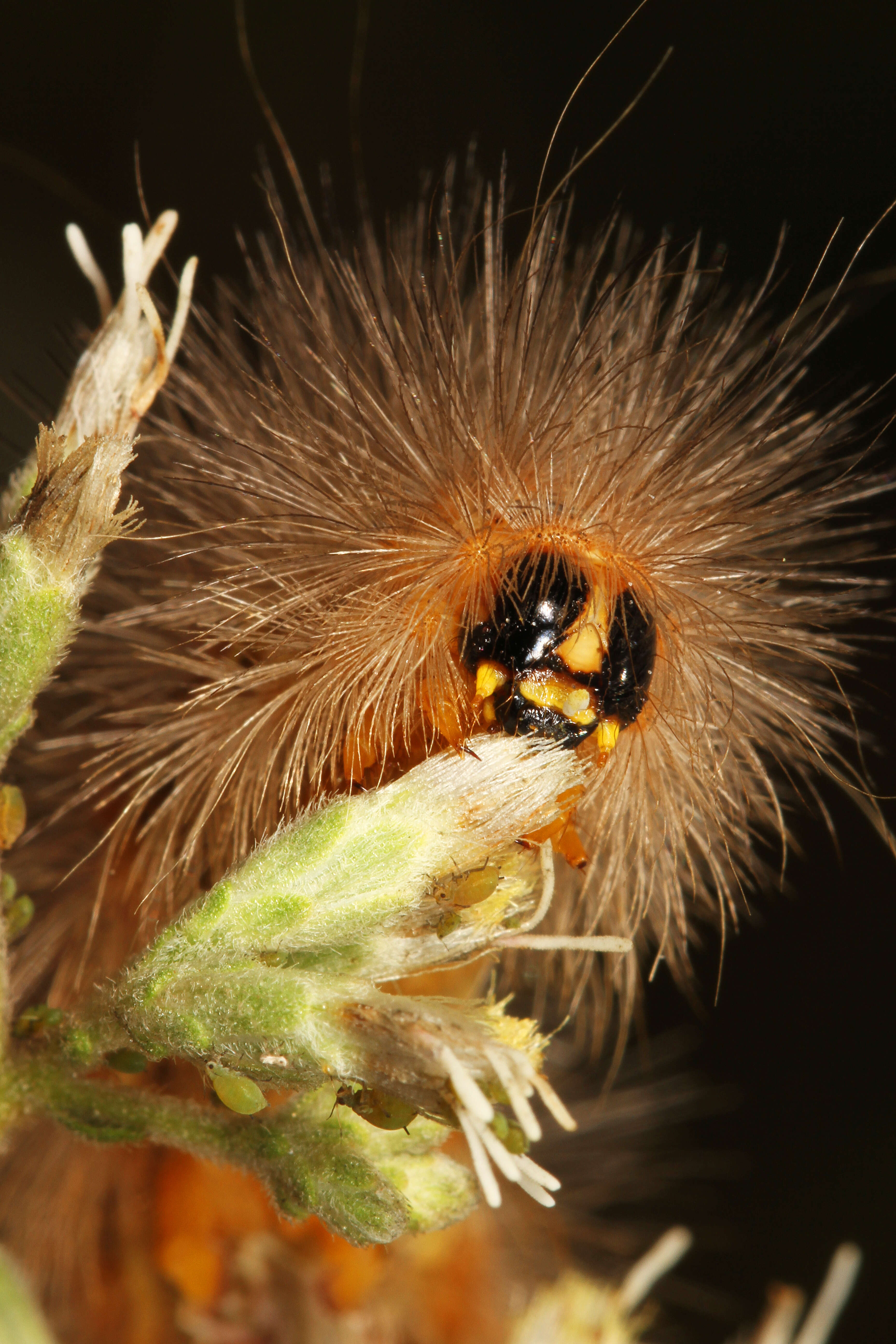 Image of Salt Marsh Moth