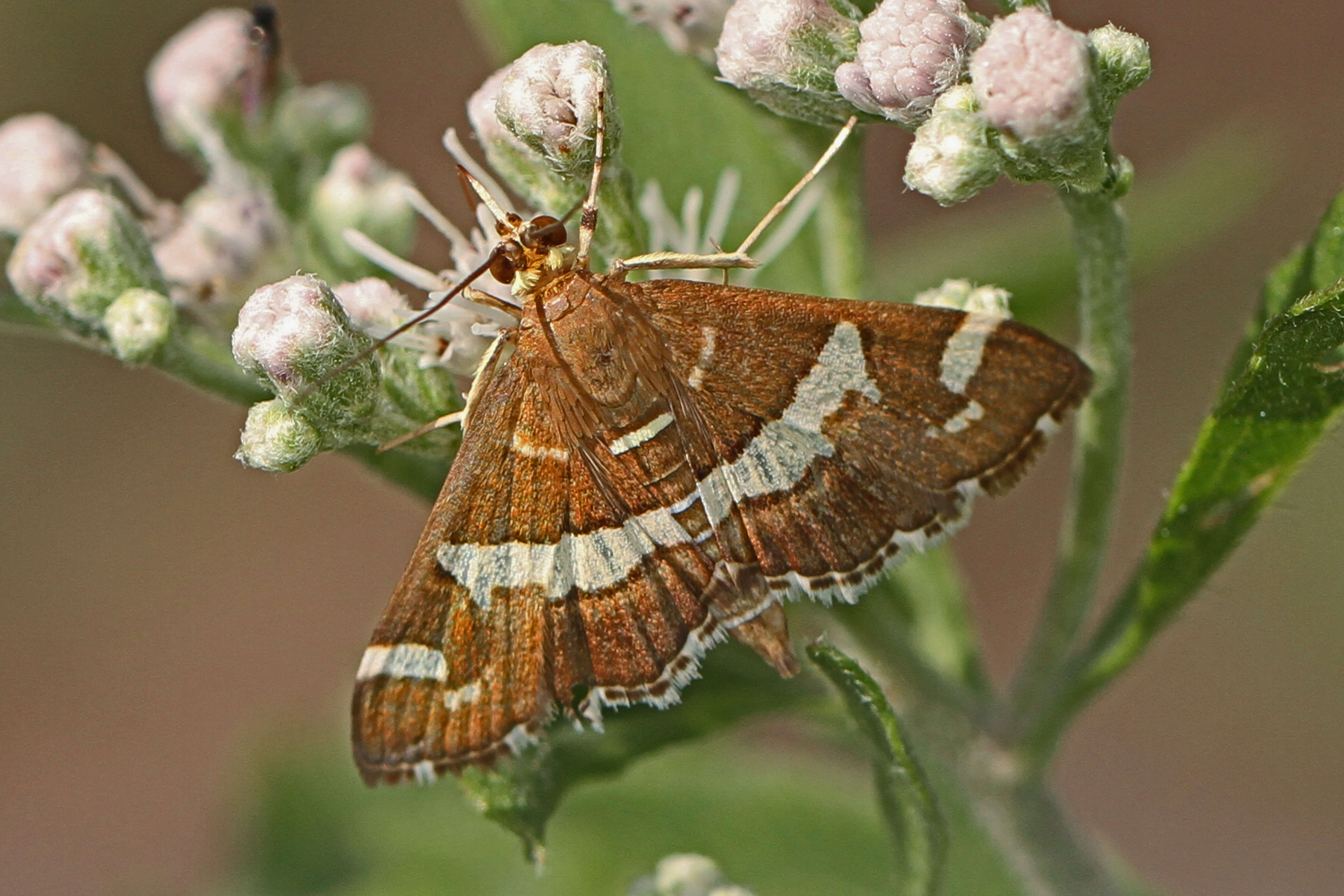 Image of Beet webworm moth