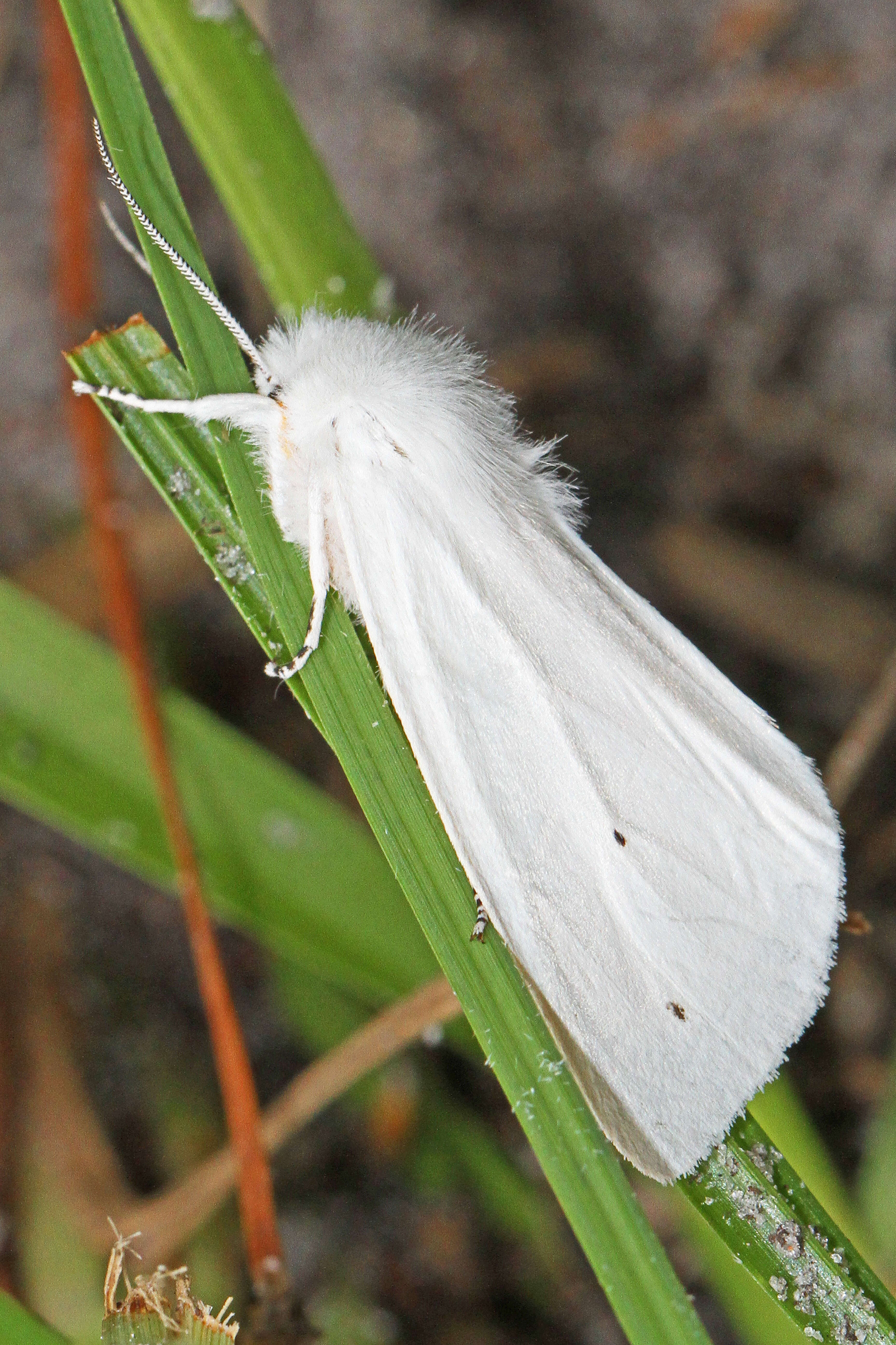 Image of Virginian Tiger Moth