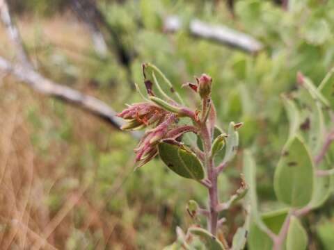 Image of Zaca manzanita