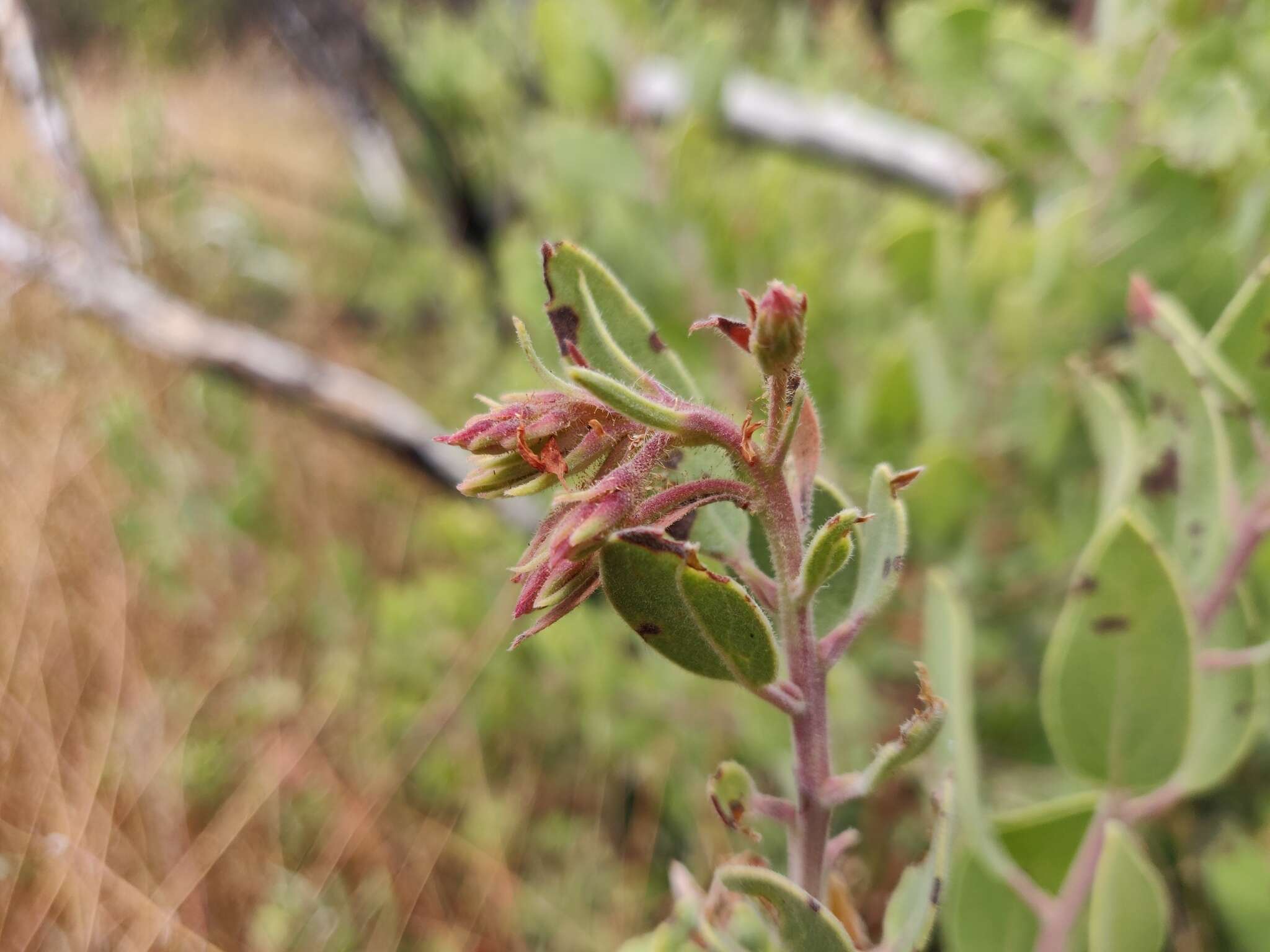 Слика од Arctostaphylos glandulosa subsp. zacaensis (Eastw.) P. V. Wells