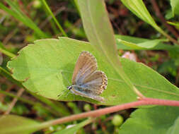 Image of <i>Plebejus idas empetri</i> T. Freeman 1938