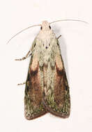 Image of Aphomia sociella Linnaeus 1758