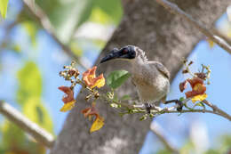 Image of Silver-crowned Friarbird