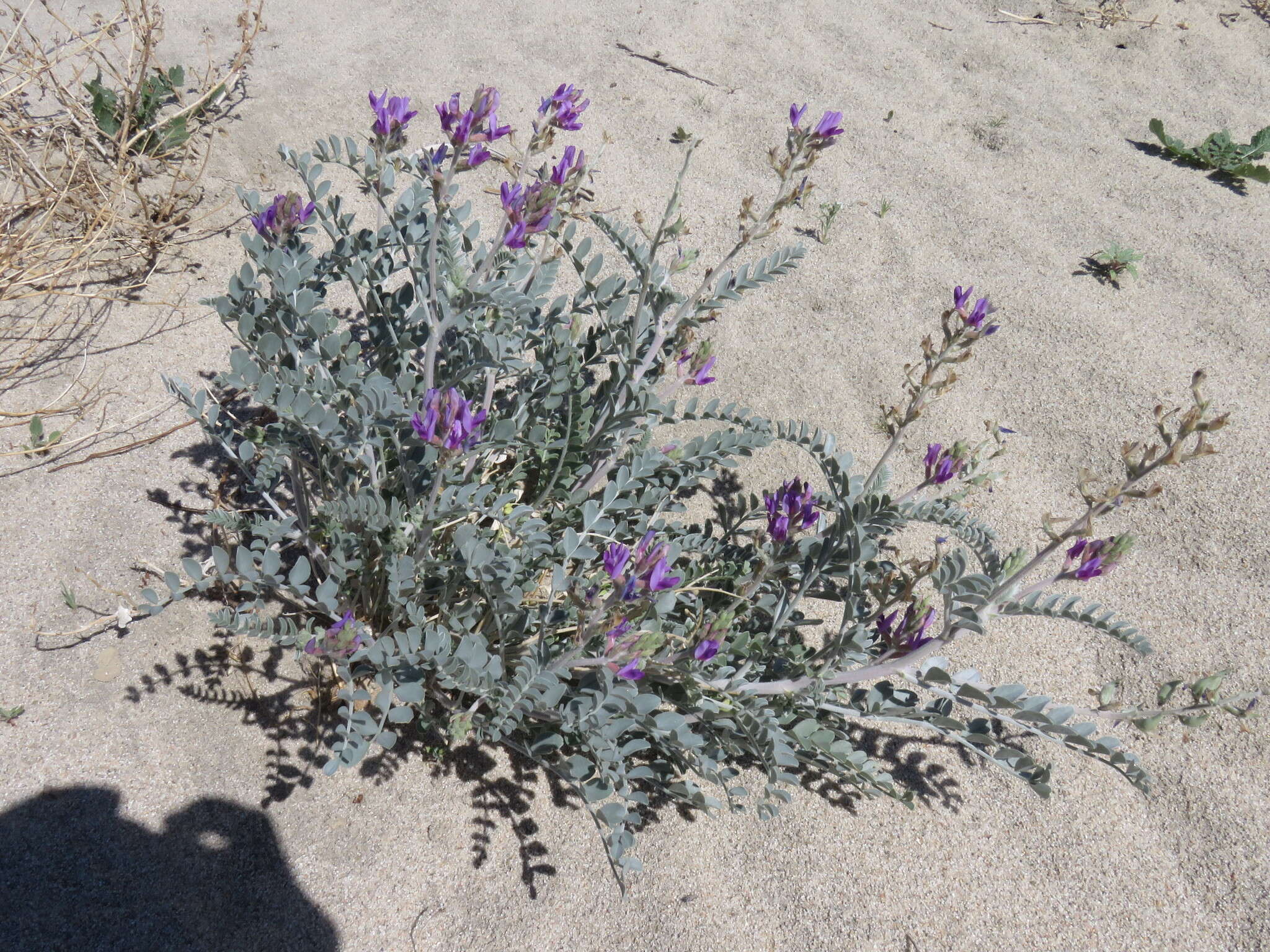 Imagem de Astragalus lentiginosus var. coachellae Barneby