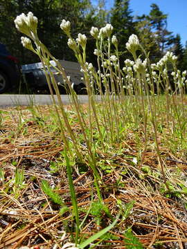 Image de Antennaria howellii subsp. canadensis (Greene) R. J. Bayer