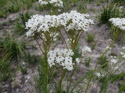 Image of Pseudoselago outeniquensis O. M. Hilliard