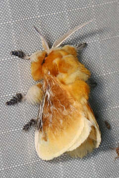 Image of Southern Flannel Moth