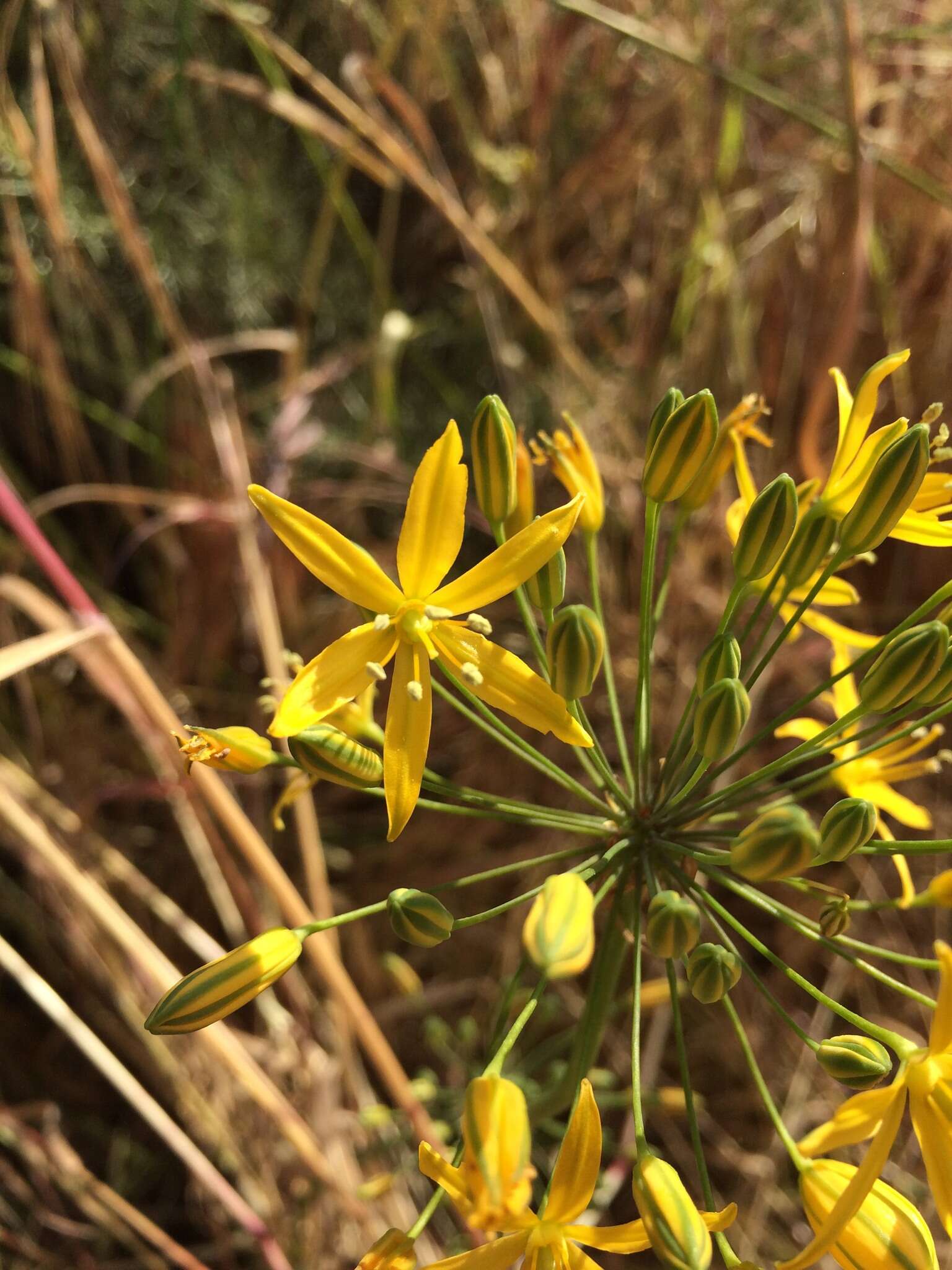 Image of common goldenstar