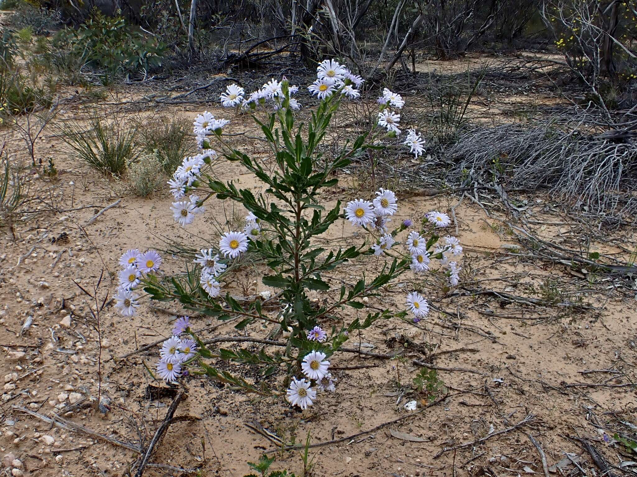 Image de Olearia rudis (Benth.) F. Müll.