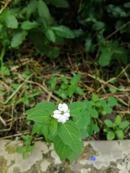 Image of Jamaican forget-me-not