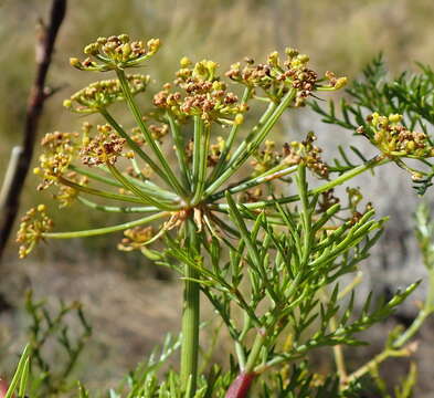 Image of Notobubon tenuifolium (Thunb.) Magee