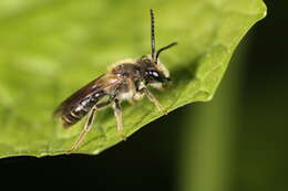 Image of Banks' Andrena