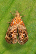 Image of Tebenna gnaphaliella