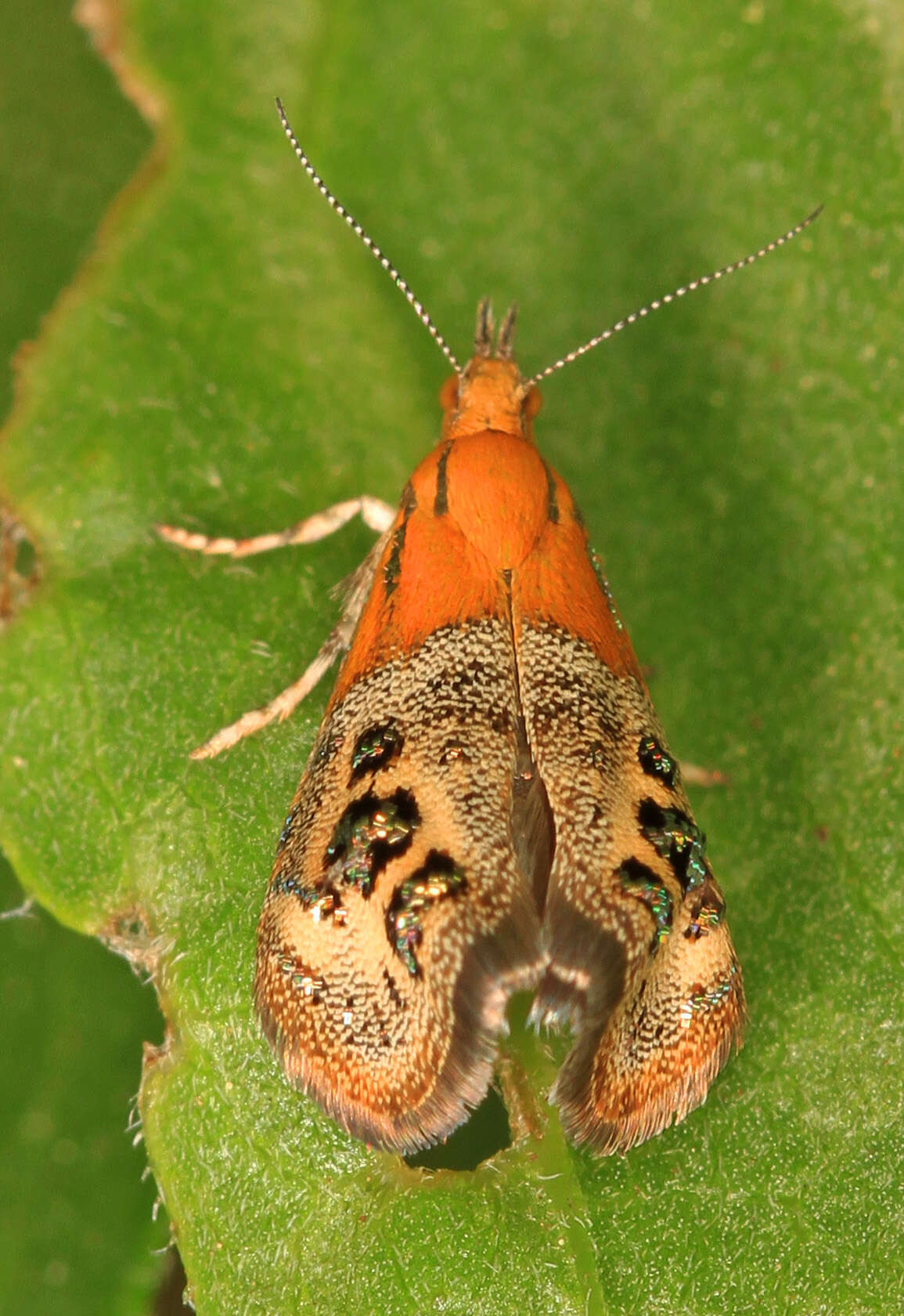 Image of Tebenna gemmalis