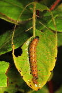 Image of Dogbane Saucrobotys