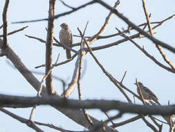 Image of Chestnut-crowned Sparrow-Weaver