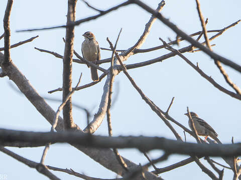 Image of Chestnut-crowned Sparrow-Weaver