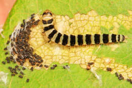 Image of Redbud Leaffolder