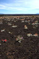 Image of Craters of the Moon cushion buckwheat