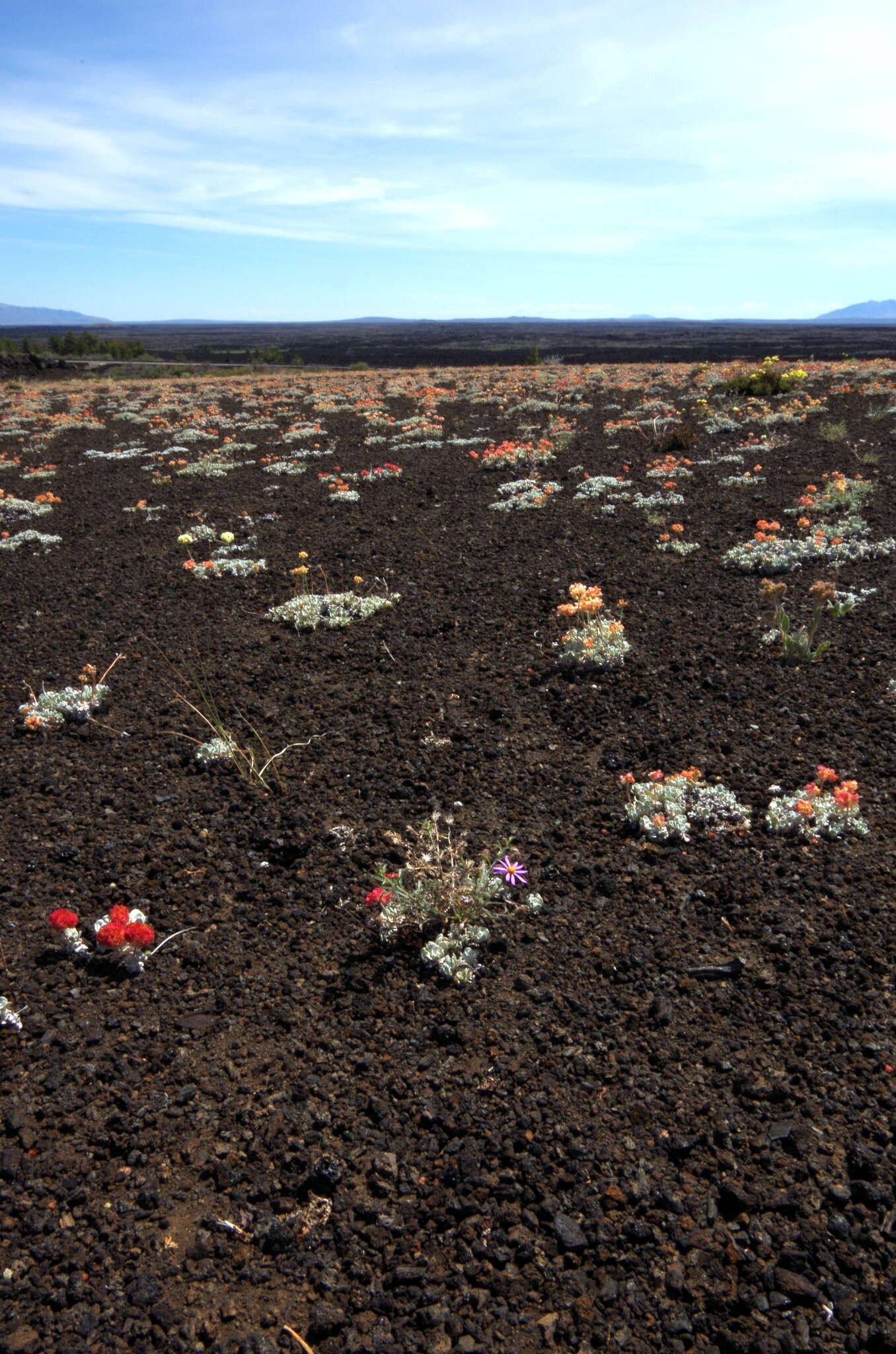 Image of Craters of the Moon cushion buckwheat