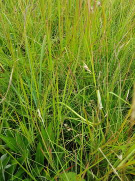 Image of Kniphofia typhoides Codd