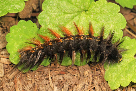 Image of Salt Marsh Moth