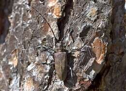 Image of black pine sawyer