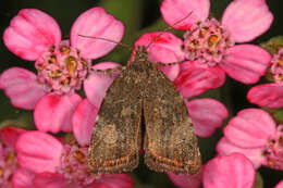 Image of Choreutis pariana