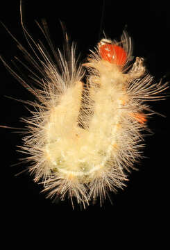 Image of Lymire edwardsii